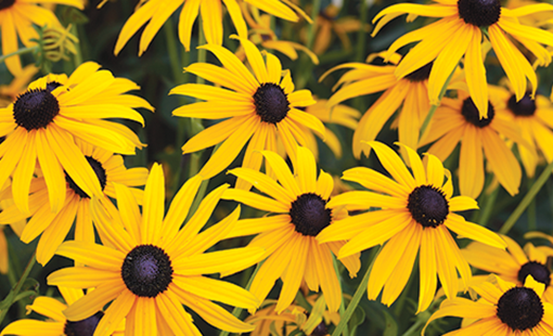 Black Eyed Susan Deamii-b