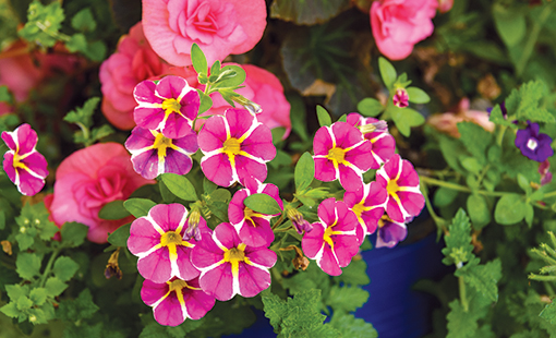 Pink & White Petunias