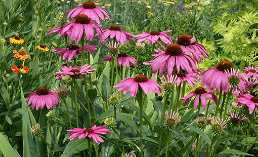 Pow Wow Wildberrry Echinacea Coneflower