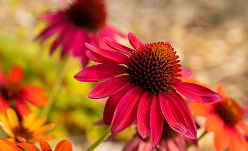 Pink Coneflower