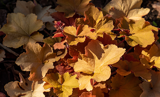 Heuchera Villosa Caramel Coral Bells