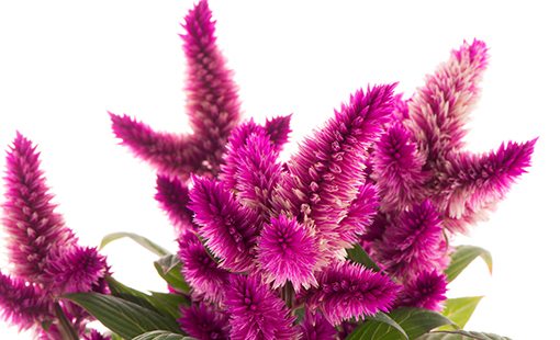 Pink Celosia