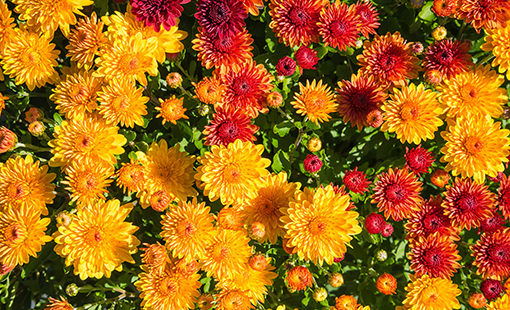 Autumn Mums