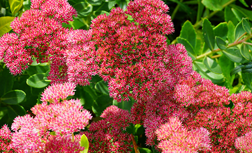 Autumn Joy Sedum