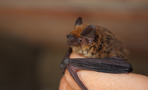 Small Brown Bat