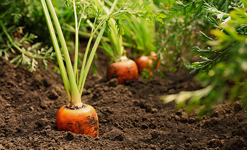 Carrots in Ground