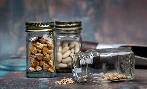 Dried Vegetable Seeds