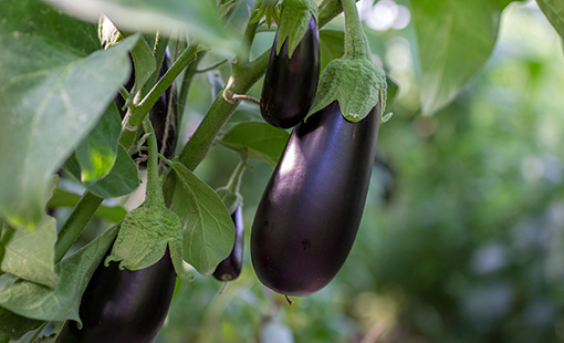 Eggplant on Vine