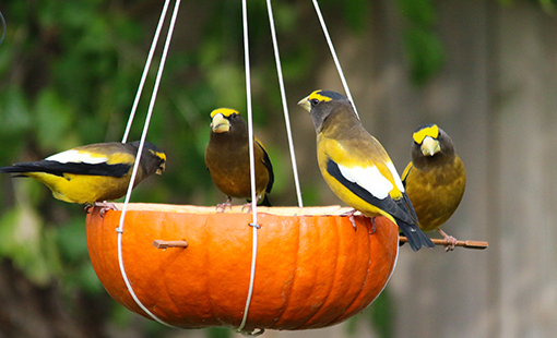 Pumpkin Bird Feeder