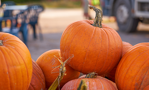 Sugar Pumpkins