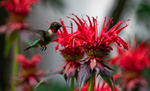 Bee Balm with Hummingbird