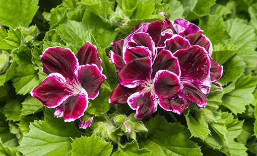 Martha Washington Geranium