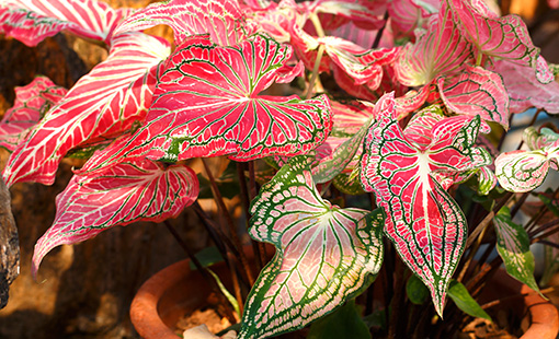 Pink Caladium