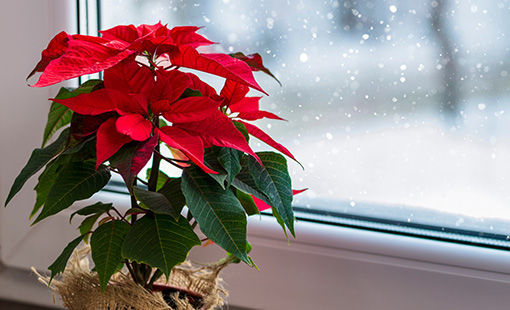 Poinsettia Plant