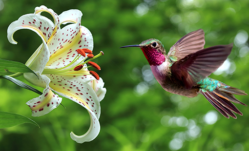 Hummingbird and Lily