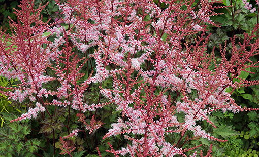 Astilbe Delft Lace