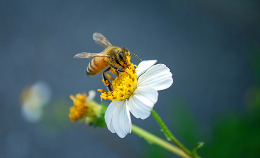 Bee on Flower