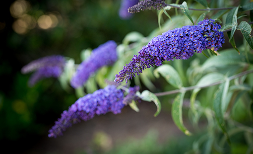 Blue Butterfly Bush