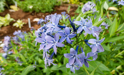 Blue Ice Star Flower