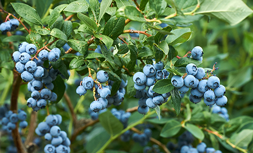 Bluberry Bush