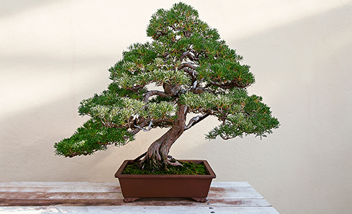 Bonsai Tree