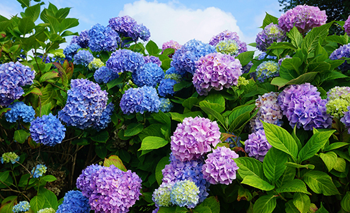 Colorful Hydrangea