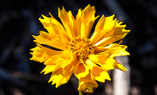 Coreopsis Jethro Tull