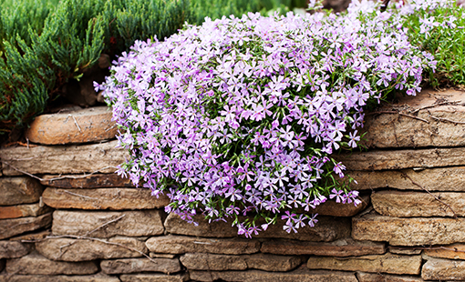 Creeping Phlox