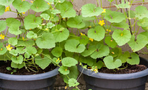 Cucumber Plant in Containers