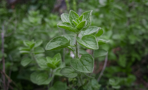 Greek Oregano