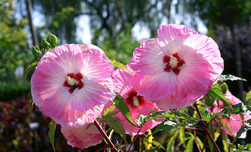 Hibiscus Summerific Tie Dye