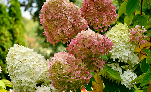 Limelight Hydrangea