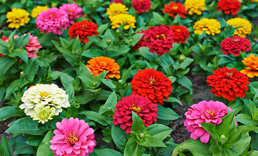 Multi-Color Zinnias