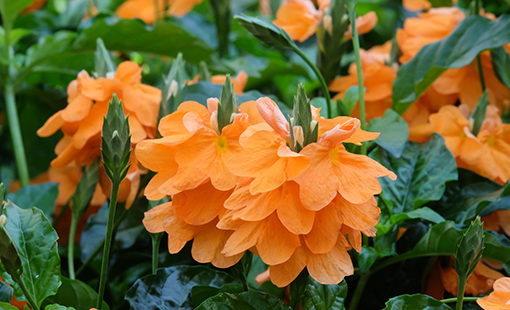 Orange Crossandra