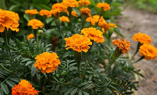 Orange Marigold Bush