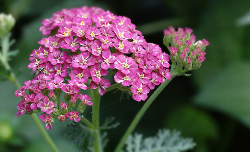 Pink Yarrow