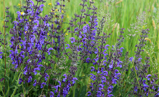 Salvia April Night