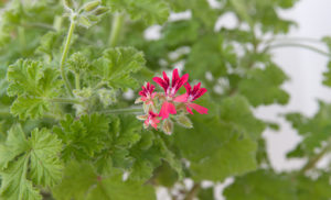Scented-Leaved Geraniums