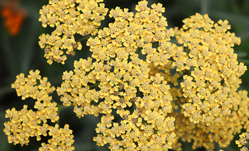 Yellow Yarrow