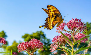 Swallowtail Butterfly on Flower