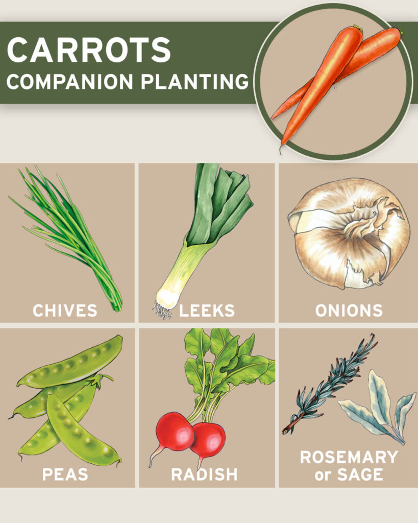 Companion-Planting-CARROT-B - Adams Fairacre Farms