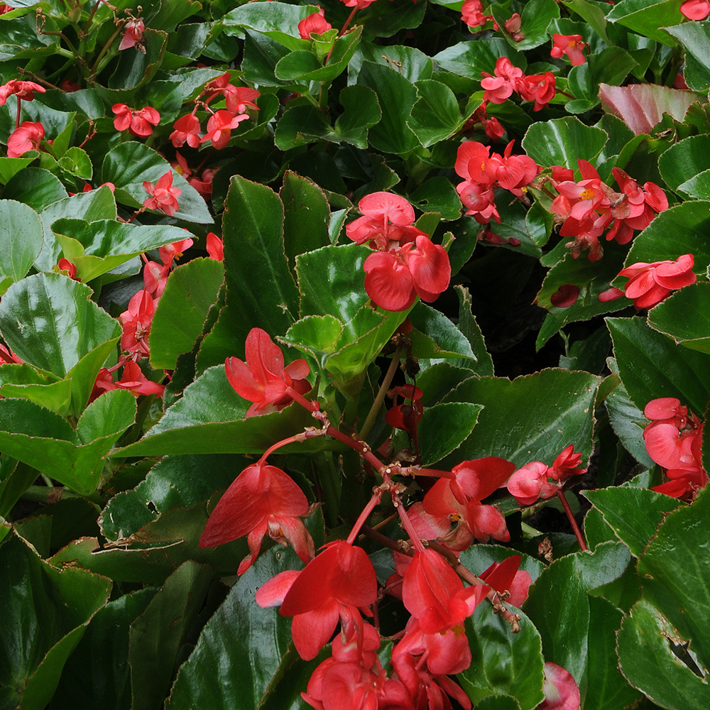 Dragonwing Begonias-B - Adams Fairacre Farms