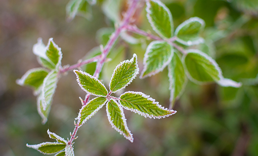 Plant with Frost