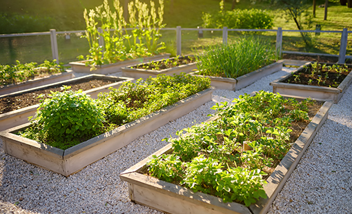 Vegetable Garden