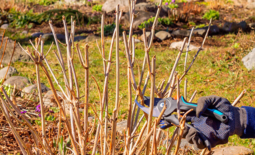 Pruning Hydrangea