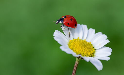 Lady Bug on Flower
