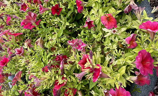 Petunias needing iron