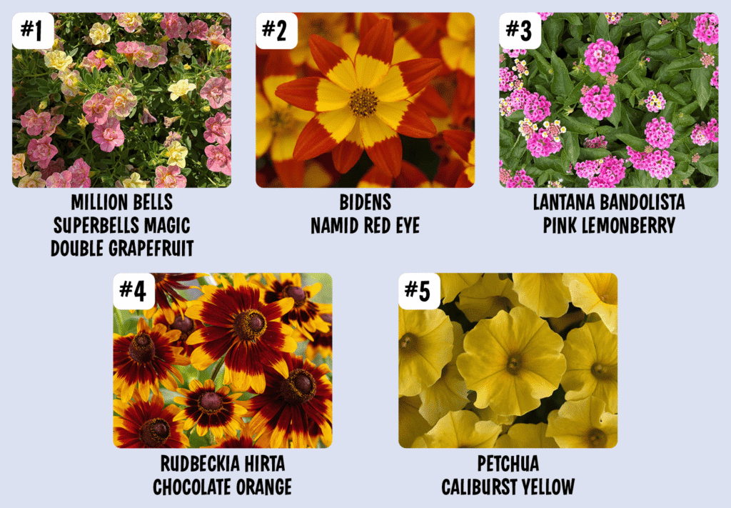 Plant Survey 2026 Winners