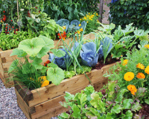 vegetables-in-the-garden