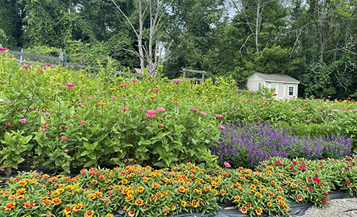 El jardín de julio de Sue